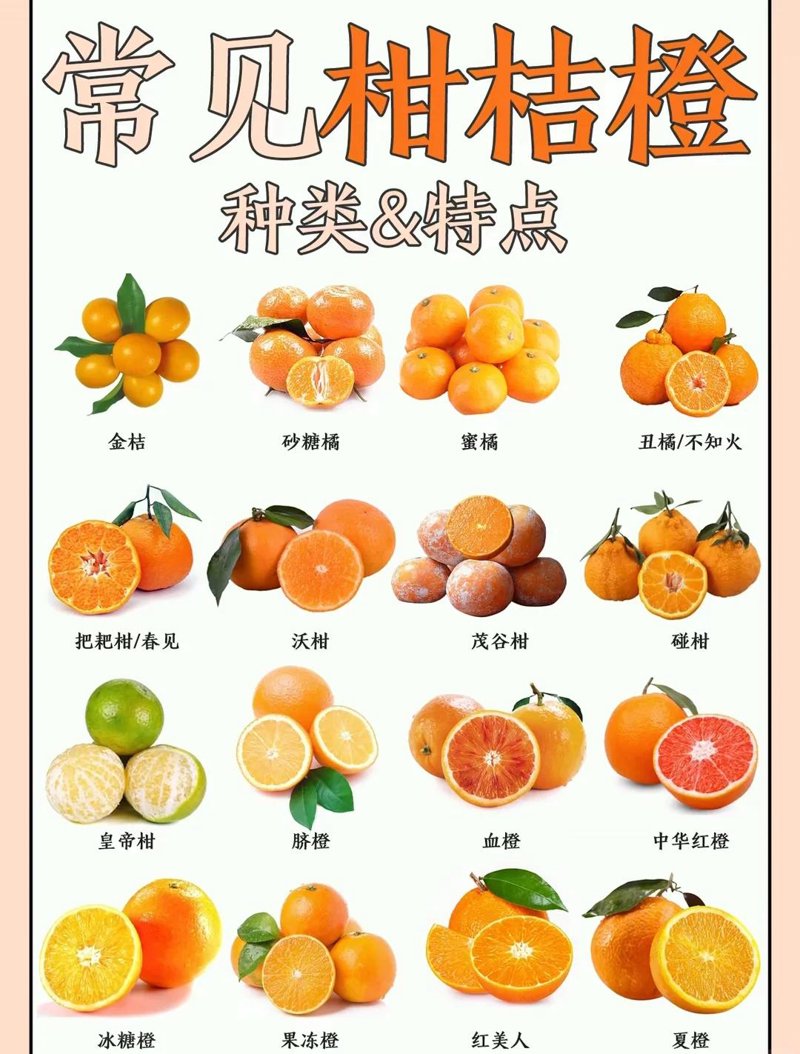新沂橘子商贸有限公司：电商行业的生动写照